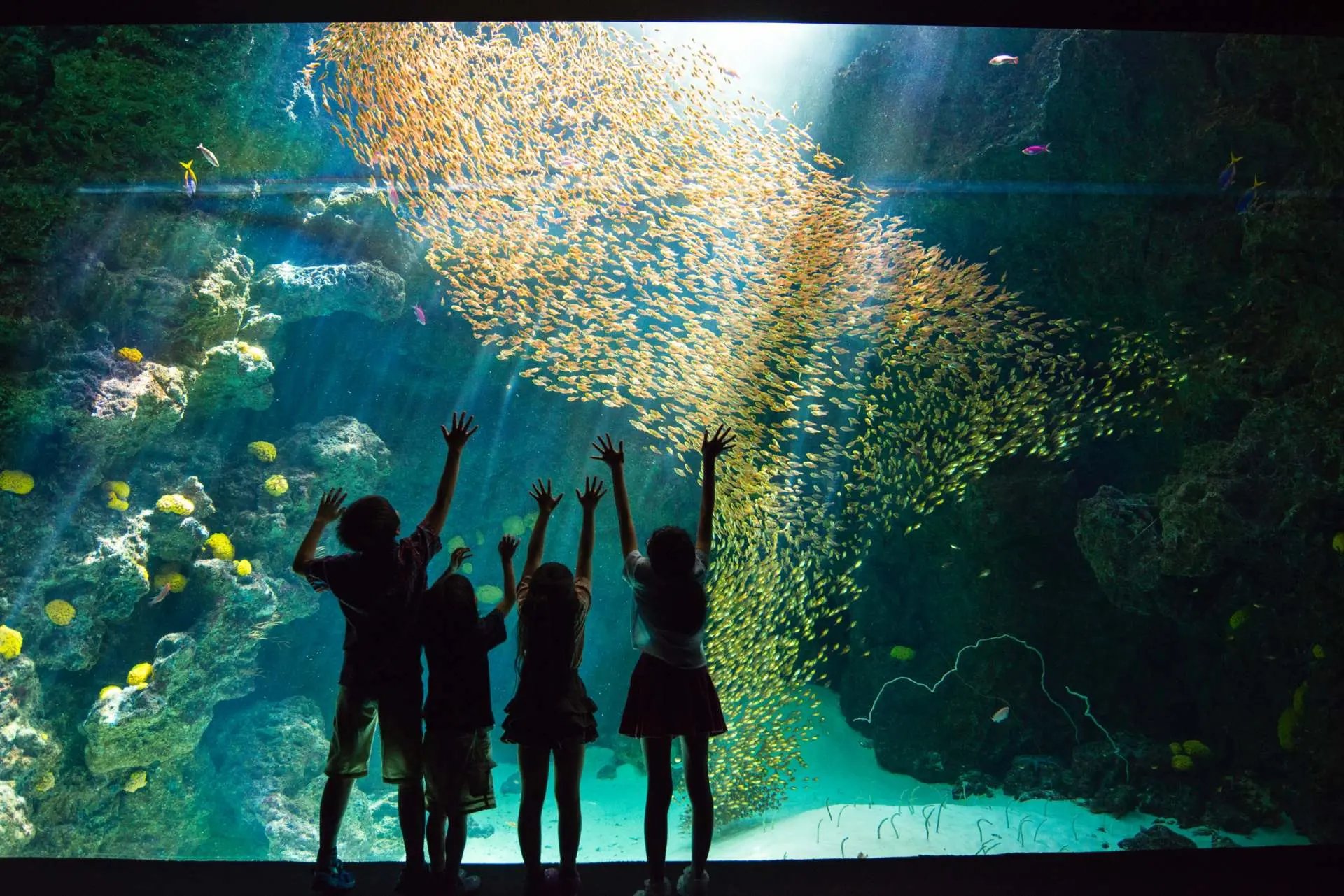 🐠 아쿠아마린 후쿠시마 (아쿠아마린 후쿠시마) 이미지 7